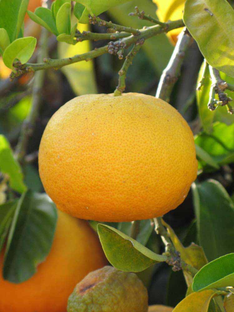            Unifoliolate leaf of  Citrus aurantium       (Bouquet,   Riverside, CA)   